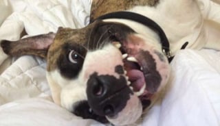 Illustration de l'article : 16 photos de chiens fra&icirc;chement adopt&eacute;s, qui d&eacute;couvrent leur nouveau foyer