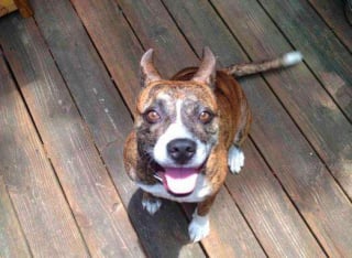 Illustration de l'article : 16 photos de chiens fra&icirc;chement adopt&eacute;s, qui d&eacute;couvrent leur nouveau foyer