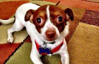 Illustration de l'article : 16 photos de chiens fra&icirc;chement adopt&eacute;s, qui d&eacute;couvrent leur nouveau foyer