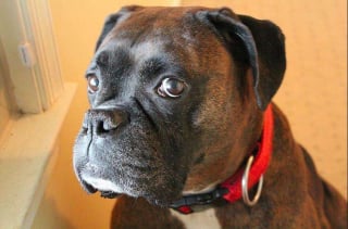 Illustration de l'article : 16 photos de chiens fra&icirc;chement adopt&eacute;s, qui d&eacute;couvrent leur nouveau foyer