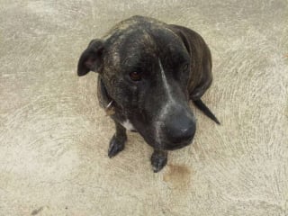 Illustration de l'article : 16 photos de chiens fra&icirc;chement adopt&eacute;s, qui d&eacute;couvrent leur nouveau foyer