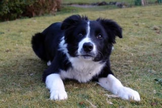 Illustration de l'article : 16 photos de chiens fra&icirc;chement adopt&eacute;s, qui d&eacute;couvrent leur nouveau foyer