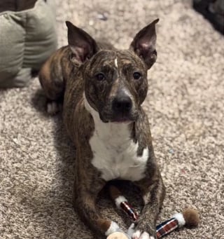 Illustration de l'article : Musel&eacute; et incapable de boire ou manger apr&egrave;s sa fuite, ce chien a &eacute;t&eacute; rep&eacute;r&eacute; in extremis par la cam&eacute;ra thermique d'un drone