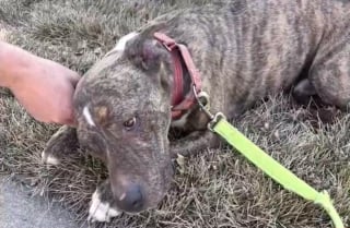 Illustration de l'article : Musel&eacute; et incapable de boire ou manger apr&egrave;s sa fuite, ce chien a &eacute;t&eacute; rep&eacute;r&eacute; in extremis par la cam&eacute;ra thermique d'un drone