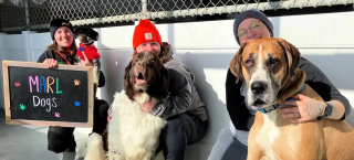 Illustration de l'article : Doux g&eacute;ant de 64 kg, ce Dogue Allemand met un point d'honneur &agrave; enlacer tous les b&eacute;n&eacute;voles le jour de son adoption