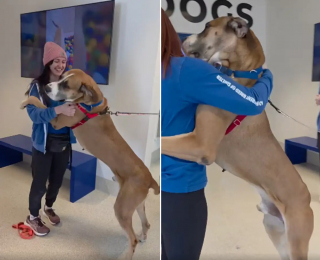 Illustration de l'article : Doux g&eacute;ant de 64 kg, ce Dogue Allemand met un point d'honneur &agrave; enlacer tous les b&eacute;n&eacute;voles le jour de son adoption