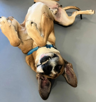 Illustration de l'article : Doux g&eacute;ant de 64 kg, ce Dogue Allemand met un point d'honneur &agrave; enlacer tous les b&eacute;n&eacute;voles le jour de son adoption