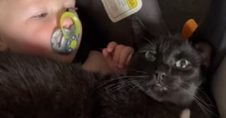 Illustration de l'article : Heureuse d'avoir été choisie au refuge, cette chatte noire remercie ses adoptants et noue une relation unique avec leur bébé (vidéo)