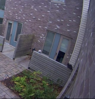 Illustration de l'article : Une femme s'inqui&egrave;te des escapades quotidiennes de son chat, puis d&eacute;couvre un mot accroch&eacute; &agrave; son collier qui lui r&eacute;v&egrave;le un secret &eacute;mouvant