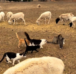 Illustration de l'article : &laquo; Voil&agrave; &agrave; quoi ressemble le paradis &raquo;, des chats de ferme dirigent des moutons comme de vrais bergers professionnels (vid&eacute;o)