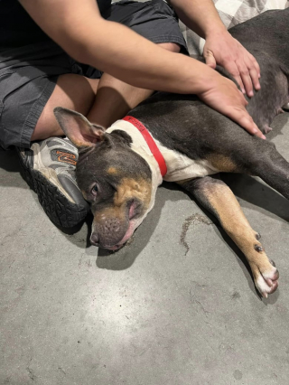 Illustration de l'article : &laquo; M&ecirc;me en &eacute;tant dernier, on peut finir premier &raquo;, une chienne ignor&eacute;e pendant un &eacute;v&egrave;nement d&rsquo;adoption obtient une belle surprise 2 jours plus tard