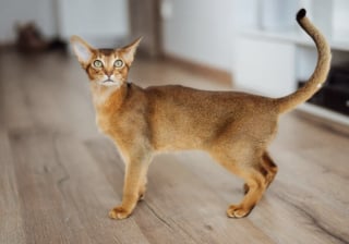 Illustration de l'article : 10 races de chat tr&egrave;s populaires dans le monde 