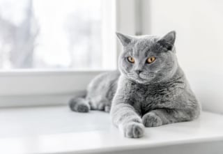 Illustration de l'article : 10 races de chat tr&egrave;s populaires dans le monde 