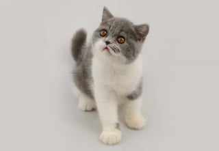 Illustration de l'article : 10 races de chat tr&egrave;s populaires dans le monde 