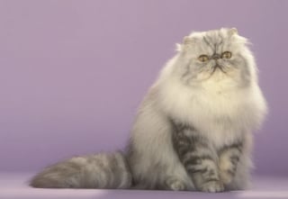 Illustration de l'article : 10 races de chat tr&egrave;s populaires dans le monde 