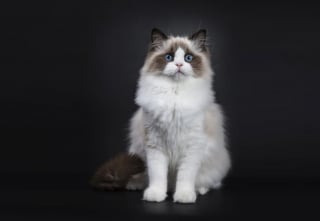 Illustration de l'article : 10 races de chat tr&egrave;s populaires dans le monde 