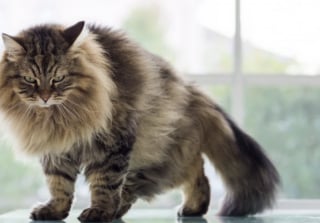 Illustration de l'article : 10 races de chat tr&egrave;s populaires dans le monde 