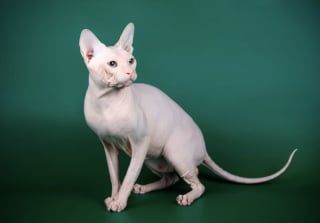 Illustration de l'article : 10 races de chat tr&egrave;s populaires dans le monde 