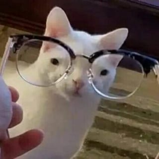 Illustration de l'article : 12 photos de chats malicieux qui vont illuminer votre journ&eacute;e en un clin d&rsquo;&oelig;il