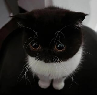 Illustration de l'article : 12 photos de chats malicieux qui vont illuminer votre journ&eacute;e en un clin d&rsquo;&oelig;il