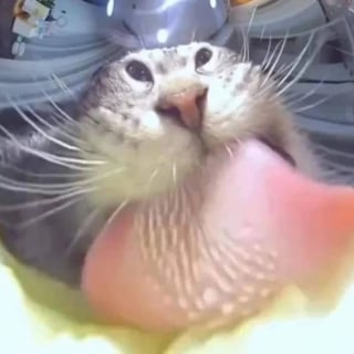 Illustration de l'article : 12 photos de chats malicieux qui vont illuminer votre journ&eacute;e en un clin d&rsquo;&oelig;il