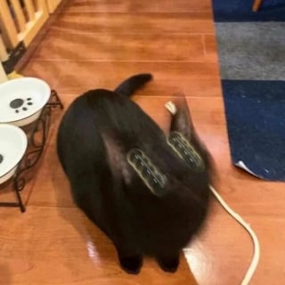 Illustration de l'article : 12 photos de chats malicieux qui vont illuminer votre journ&eacute;e en un clin d&rsquo;&oelig;il