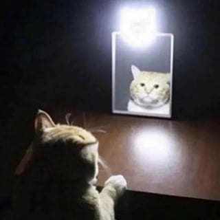 Illustration de l'article : 12 photos de chats malicieux qui vont illuminer votre journ&eacute;e en un clin d&rsquo;&oelig;il