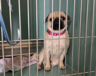 Illustration de l'article : Compl&egrave;tement &laquo; &eacute;teint &raquo; dans son box, ce Carlin r&eacute;v&egrave;le une tout autre facette de sa personnalit&eacute; d&egrave;s qu'il quitte le refuge (vid&eacute;o) 