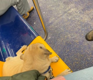 Illustration de l'article : Compl&egrave;tement &laquo; &eacute;teint &raquo; dans son box, ce Carlin r&eacute;v&egrave;le une tout autre facette de sa personnalit&eacute; d&egrave;s qu'il quitte le refuge (vid&eacute;o) 