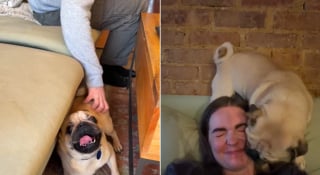 Illustration de l'article : Compl&egrave;tement &laquo; &eacute;teint &raquo; dans son box, ce Carlin r&eacute;v&egrave;le une tout autre facette de sa personnalit&eacute; d&egrave;s qu'il quitte le refuge (vid&eacute;o) 