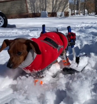 Illustration de l'article : Ce Teckel paralys&eacute; des pattes arri&egrave;re troque ses roulettes contre des skis pour profiter de la neige (vid&eacute;o)