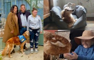 Illustration de l'article : La SPA pr&eacute;sente &laquo; L&rsquo;Hebdo des animaux &raquo;, sa nouvelle &eacute;mission de t&eacute;l&eacute;vision hebdomadaire d&eacute;di&eacute;e aux animaux qui d&eacute;marrera le 1er mars sur RMC Life