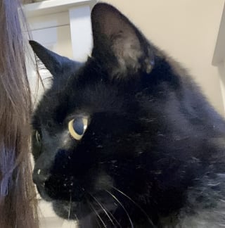 Illustration de l'article : &laquo; J&rsquo;&eacute;tais sous le choc &raquo;, la propri&eacute;taire d&eacute;sesp&eacute;r&eacute;e d&rsquo;un chat disparu depuis 6 ans re&ccedil;oit la nouvelle qu&rsquo;elle esp&eacute;rait secr&egrave;tement avec joie et soulagement