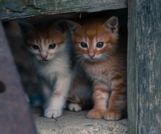 Illustration de l'article : En ouvrant la porte d&rsquo;un appartement insalubre, les b&eacute;n&eacute;voles d&eacute;couvrent 104 chats amaigris entass&eacute;s dans 60 m2
