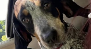 Illustration de l'article : Alors qu'il refusait d'adopter depuis la perte de sa chienne malade, cet homme recueille d&eacute;finitivement un animal trouv&eacute; sur la route