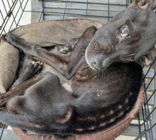 Illustration de l'article : Retrouv&eacute; squelettique, ce chien traumatis&eacute; est adopt&eacute; par un v&eacute;t&eacute;ran de guerre apr&egrave;s 3 mois de soins intensifs et sous les yeux humides des b&eacute;n&eacute;voles