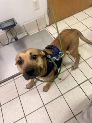 Illustration de l'article : Apr&egrave;s une course-poursuite achev&eacute;e devant un refuge, les b&eacute;n&eacute;voles recueillent imm&eacute;diatement le chien du chauffard arr&ecirc;t&eacute;