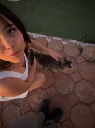 Illustration de l'article : Un homme prépare sa demande romantique au coucher du soleil, mais un chat errant s'invite pour réclamer des caresses (vidéo)