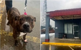 Illustration de l'article : D&eacute;couvert dans une cage par un froid glacial, ce chien abandonn&eacute; pousse la police &agrave; lancer une enqu&ecirc;te