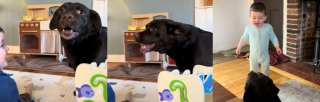 Illustration de l'article : Un b&eacute;b&eacute; &eacute;clate de rire face aux tendres pitreries de son ami chien, avec qui le lien se renforce jour apr&egrave;s jour (vid&eacute;o)