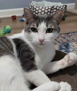 Illustration de l'article : « Elle n'a jamais cessé d'aimer », une chatte ayant connu la peur et le deuil offre tout son amour à des chatons dans le besoin