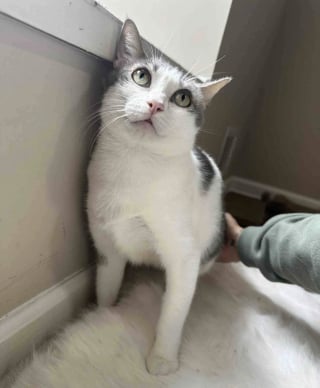 Illustration de l'article : « Elle n'a jamais cessé d'aimer », une chatte ayant connu la peur et le deuil offre tout son amour à des chatons dans le besoin