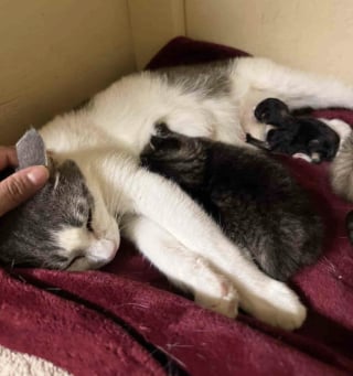 Illustration de l'article : « Elle n'a jamais cessé d'aimer », une chatte ayant connu la peur et le deuil offre tout son amour à des chatons dans le besoin