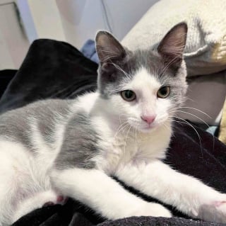 Illustration de l'article : « Il veut vraiment être aimé de tous », d’abord timide, ce chaton trouvé dans la neige s’assure que tout le monde reçoit un câlin