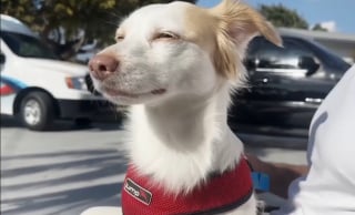 Illustration de l'article : T&eacute;moin d'un accident, il brave le danger pour s&eacute;curiser un chien perdu et l'h&eacute;berge en attendant d'en savoir plus &agrave; son sujet