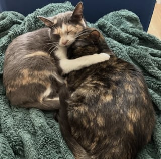 Illustration de l'article : « Elle nous a prouvé sa force », alors qu’une amputation était prévue, une chatte aux pattes blessées déjoue les pronostics et remarche normalement