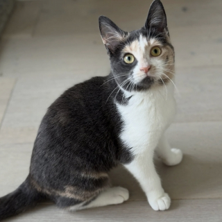 Illustration de l'article : « Elle nous a prouvé sa force », alors qu’une amputation était prévue, une chatte aux pattes blessées déjoue les pronostics et remarche normalement