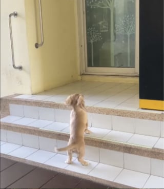 Illustration de l'article : &laquo; Oh mon dieu, ne d&eacute;m&eacute;nagez jamais ! &raquo;, tous les matins, ce Teckel attend son voisin et meilleur ami devant sa porte (vid&eacute;o)