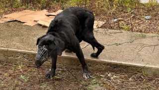 Illustration de l'article : Musel&eacute; et les pattes attach&eacute;es avec du fil barbel&eacute;, ce chien s&eacute;nior s'endort dans les bras d'un policier venu le sauver