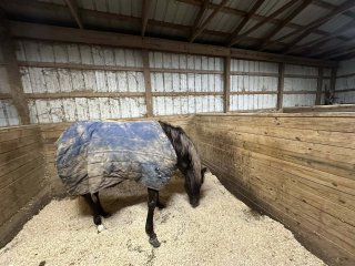 Illustration de l'article : En allant chercher sa jument au pâturage, un fermier découvre avec effroi qu’elle est prisonnière d’une piscine d’eau glacée (vidéo)